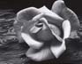 Ansel Adams: Photographs